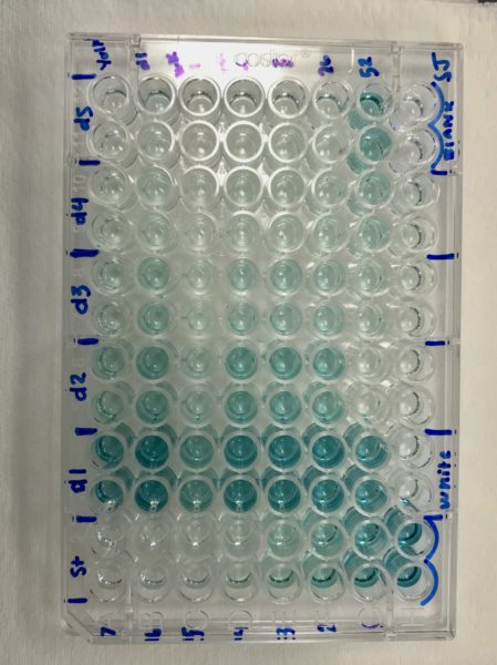 Dilution Series Plate rotated