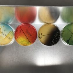 VDL Horizontal agar