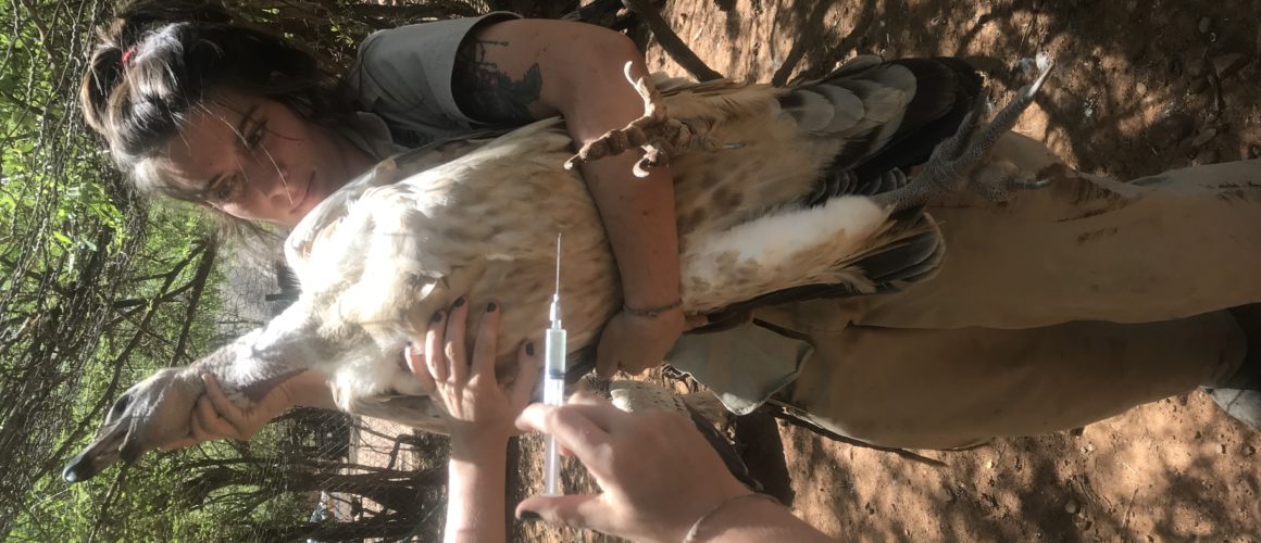 Vulture Vaccine