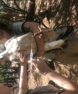 Vulture Vaccine