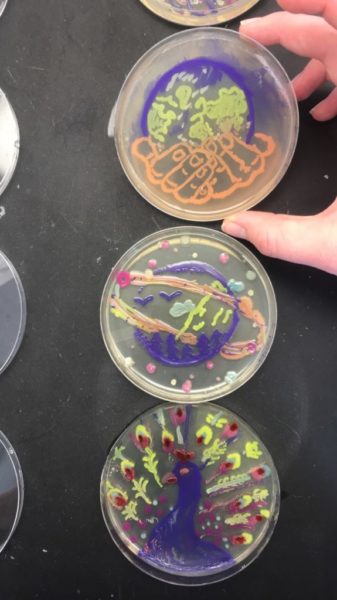 Agar Art Results 3