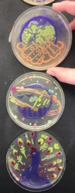 Agar Art Results 3