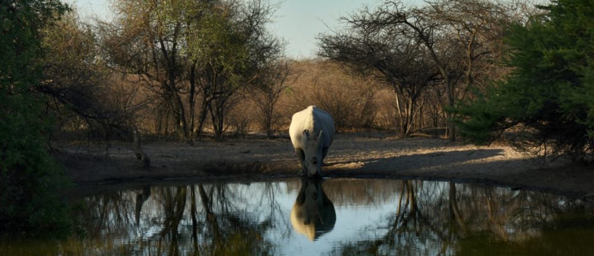 Rhino Reserve