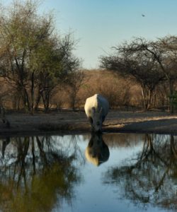 Rhino Reserve