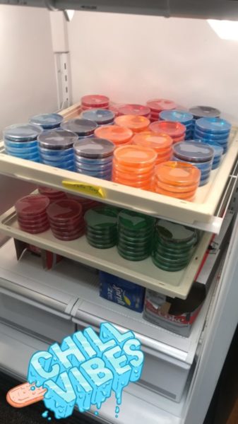 Jello Plates in fridge